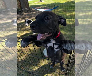 American Pit Bull Terrier-Unknown Mix Dogs for adoption in Germantown, OH, USA