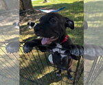 Small American Pit Bull Terrier Mix