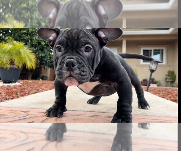 Medium Photo #2 American Bully Puppy For Sale in BAY POINT, CA, USA