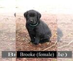 Small Photo #2 Labrador Retriever Puppy For Sale in PRESCOTT, OR, USA
