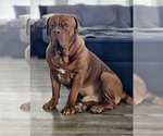Small Photo #1 Dogue de Bordeaux Puppy For Sale in RIALTO, CA, USA