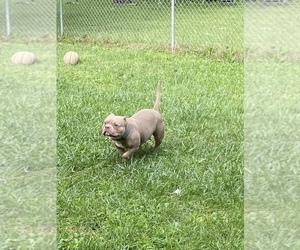 Mother of the American Bully puppies born on 10/12/2022