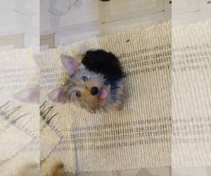 Yorkshire Terrier Puppy for sale in LE ROY, KS, USA