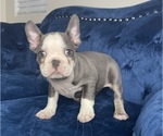 Small Photo #3 French Bulldog Puppy For Sale in TAMPA, FL, USA