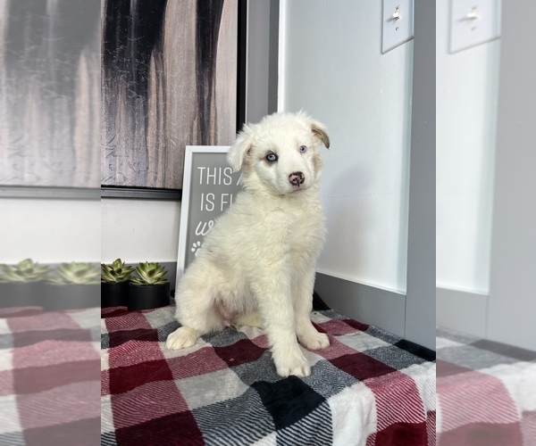 Medium Photo #1 Australian Shepherd Puppy For Sale in FRANKLIN, IN, USA