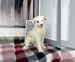 Small Photo #1 Australian Shepherd Puppy For Sale in FRANKLIN, IN, USA
