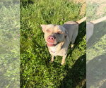 Small #5 American Staffordshire Terrier-Labrador Retriever Mix