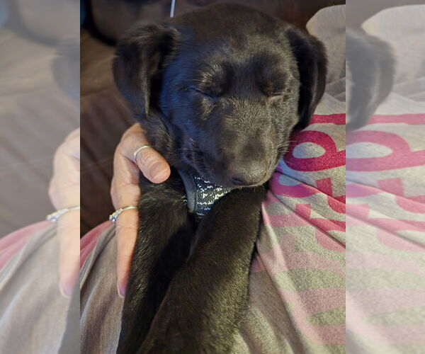 Medium Photo #4 Labrador Retriever-Unknown Mix Puppy For Sale in Aurora, IN, USA