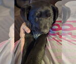 Small #3 Labrador Retriever Mix