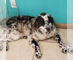 Small #2 Australian Shepherd Mix