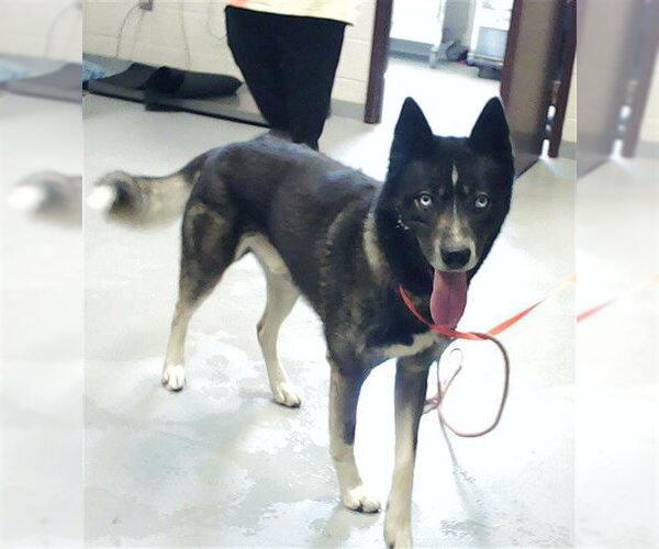 Medium Photo #1 Siberian Husky Puppy For Sale in Fayetteville, NC, USA