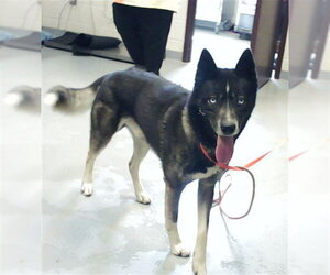 Siberian Husky Dogs for adoption in Fayetteville, NC, USA