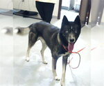 Small Siberian Husky