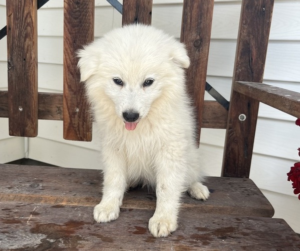 Medium Photo #1 American Eskimo Dog-Border-Aussie Mix Puppy For Sale in KALONA, IA, USA