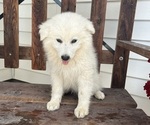 Puppy Puppy 2 American Eskimo Dog-Border-Aussie Mix