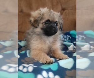 Shiranian Puppy for sale in WISCONSIN DELLS, WI, USA