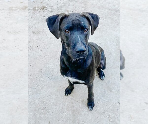 Medium Photo #1 Labrador Retriever-Unknown Mix Puppy For Sale in Brewster, NY, USA