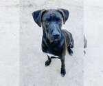 Small Labrador Retriever Mix