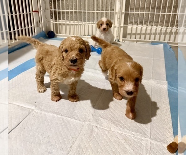 Medium Photo #6 Goldendoodle (Miniature) Puppy For Sale in ELBERT, CO, USA