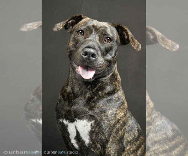 Medium Photo #2 American Staffordshire Terrier-Labrador Retriever Mix Puppy For Sale in Tampa, FL, USA