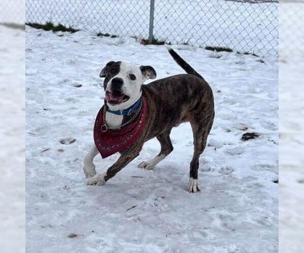 Medium Photo #8 Mutt Puppy For Sale in Muskegon, MI, USA