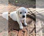 Small Photo #3 English Cream Golden Retriever Puppy For Sale in MC KINNEY, TX, USA