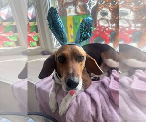 Beagle Dogs for adoption in Tampa, FL, USA