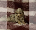Small Photo #6 Australian Shepherd Puppy For Sale in EXETER, MO, USA