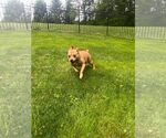 Small #6 American Pit Bull Terrier Mix