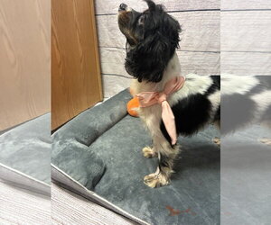Tallulah - Female Cocker Spaniel-Unknown Mix Dog for Adoption - Photo #3
