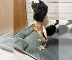 Small #2 Cocker Spaniel Mix