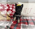 Small #1 German Shepherd Dog
