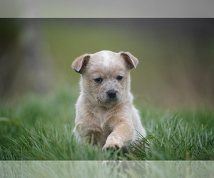 Australian Cattle Dog Puppy for sale in PILOT, VA, USA