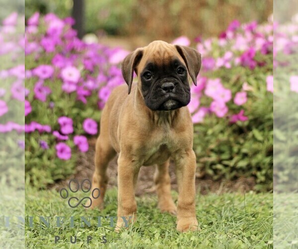 Medium Photo #3 Boxer Puppy For Sale in GORDONVILLE, PA, USA