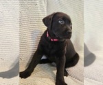 Small Photo #10 Labrador Retriever Puppy For Sale in TUMWATER, WA, USA