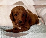 Small Photo #36 Goldendoodle (Miniature) Puppy For Sale in PENSACOLA, FL, USA