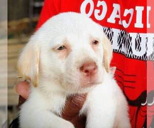 Labrador Retriever Puppy for sale in JACKSONVILLE, FL, USA