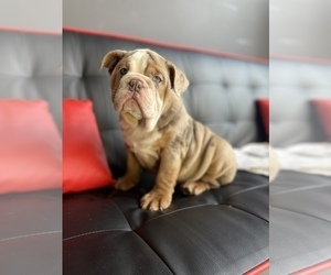 English Bulldog Puppy for Sale in LOS ANGELES, California USA