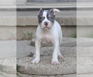 American Bully Puppy for sale in CHAMPAIGN, IL, USA