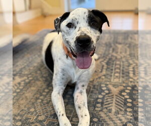Sporty - Male Pointer-Unknown Mix Dog for Adoption - Photo #6