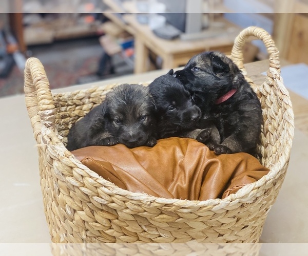 Medium Photo #9 German Shepherd Dog Puppy For Sale in CHEYENNE, WY, USA
