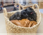 Small Photo #9 German Shepherd Dog Puppy For Sale in CHEYENNE, WY, USA