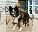 Small #1 Border Collie-Siberian Husky Mix