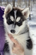 Siberian Husky Puppy for sale in MORGANTOWN, IN, USA