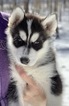 Small Photo #1 Siberian Husky Puppy For Sale in MORGANTOWN, IN, USA