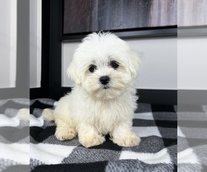 Maltese Puppy for sale in FRANKLIN, IN, USA