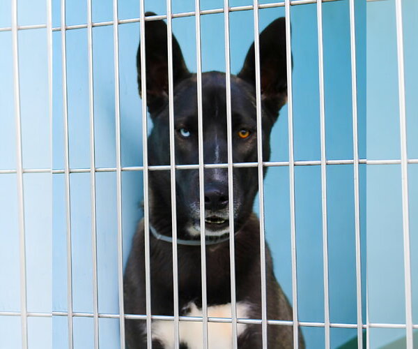 Medium Photo #3 Siberian Husky-Unknown Mix Puppy For Sale in Pasadena, CA, USA