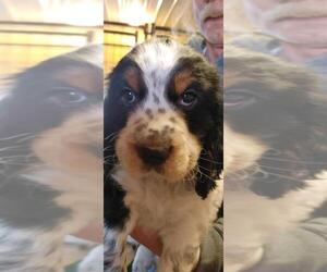 English Springer Spaniel Puppy for sale in PARKERS PRAIRIE, MN, USA