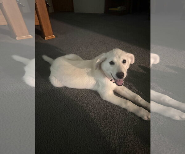 Medium Photo #4 Great Pyrenees Puppy For Sale in Dallas, TX, USA