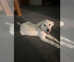 Small #3 Great Pyrenees